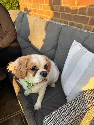 Original photograph of Archie submitted for the portrait
